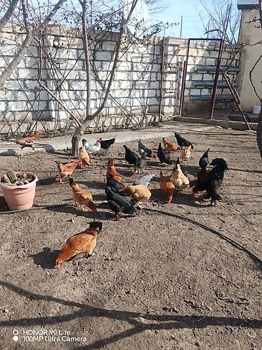 xoruz satlir: Qarışıq yerli toyuq sürüsü - Növlər: müxtəlif rəng və cinslərdən — 2