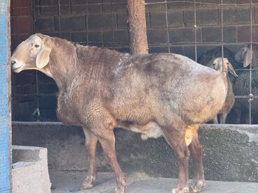Баран, овца: Продаю | Баран (самец) | Арашан | Для разведения | Осеменитель — 8
