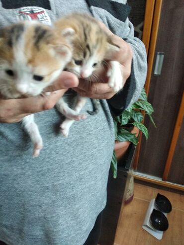 в хорошие руки в Азербайджан | Коты: Котики в хорошие руки
