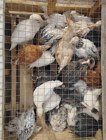 кох: Продаю | Куры, Петух, Цыплята | Полубрама, Бройлерная, Бойцовая | На забой, Для разведения, Несушки — 3