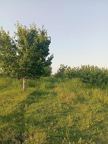 ciyələk ağacı satışı: 1həktar torpaq sahəsidir, 78sotunun sənədi var .Torpaq gilas — 4