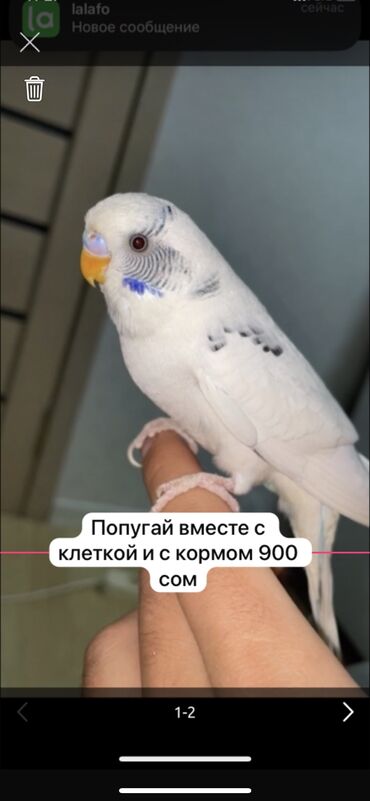 Птицы: Продаю волнистый папугай (1шт то что слева ) -мальчик -2 годика