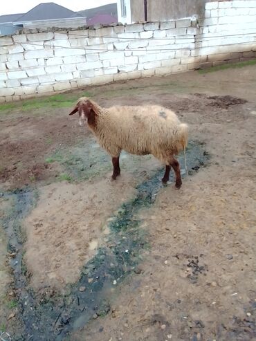 Qoyunlar, qoçlar: Qiymət cütünə ayıdır real alıcıya endirim olacaq boğaz heyvan di — 11
