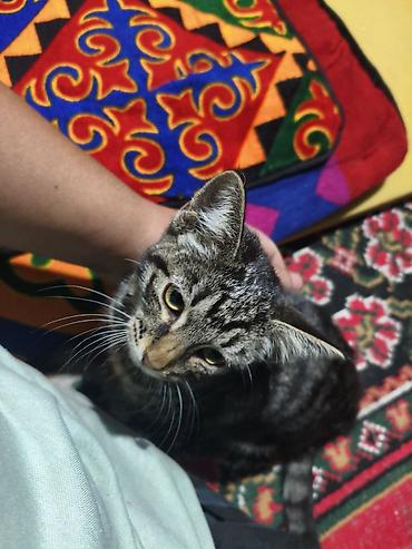 коты бесплатные: Кошка даром: Беспородная, 1 месяц, Мальчик — 1