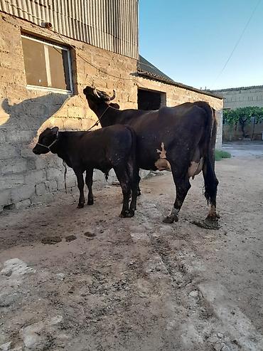 inək adı: 20 litir sud verir 4 aydi dogdugu 4cu qarnidi erkey balasi var — 4