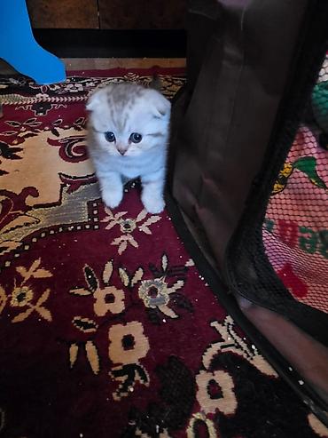 Pişiklər: Britan, Erkək, Dişi — 26