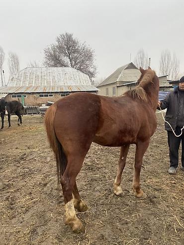 Лошади, кони: Продаю | Конь (самец) | Рабочий — 7