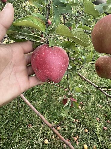 кукуруза для попкорну: Яблоки Превосходное, Оптом — 4