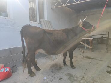 кошка скотиш фолд: Продаю | Корова (самка) | Полукровка | Для молока | Стельные