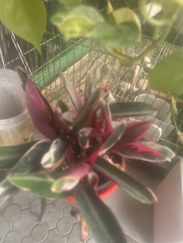 Другие комнатные растения: Комнатные растения — 14