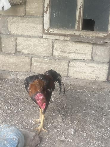 heyratı samo: Xoruz, Heyratı, il: 1, Ünvandan götürmə — 3