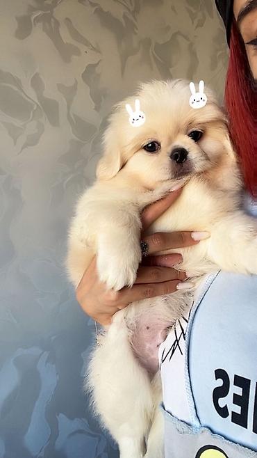 it satışları: Pekines — 3