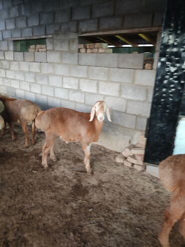 Бараны, овцы: Продаю | Баран (самец) | Арашан | Для разведения | Племенные — 4