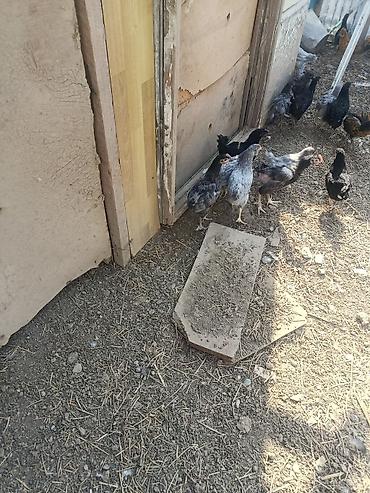 cucə yemləri: Toyuq cücələri, Damazlıq — 5