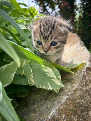 шотландский кот прямоухий: Скотишь ФОЛД шотландская вислоухая