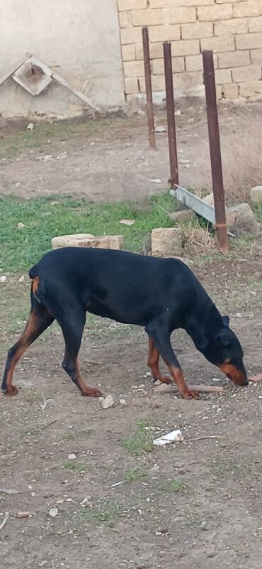 İtlər: Doberman, 10 ay, Dişi, Peyvəndli, Ödənişli çatdırılma — 7
