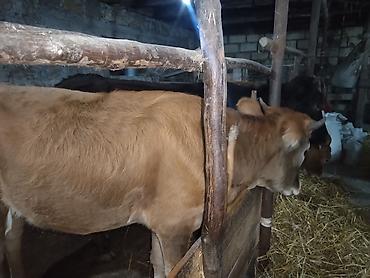 serebrist cucə satisi: Dana, buzov, Dişi, ay: 1, 190 kq, Damazlıq, Ünvandan götürmə — 2