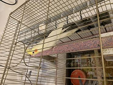 Tutuquşları: Lutilla Korella 7 ayliqdi, tam saglamdi.Erkeydi.Oz quwumun — 3