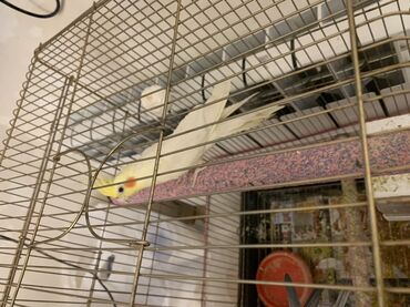 Digər quşlar: Korella erkek.
7 ayliqdi.Cox feal quwdur.Oynuyandir — 2