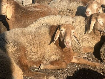 Бараны, овцы: Продаю | Овца (самка) | Для разведения | Племенные — 4