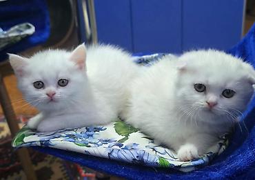 Pişiklər: Britan, Erkək, Dişi — 14