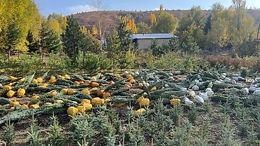 фикус микрокарпа: Живые ели голубые (Picea pungens, «голубая ель») с комом земли - — 1