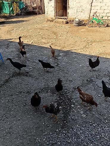 Toyuq, Yumurtalıq lalafo.az -da Toyuq, Yumurtalıq