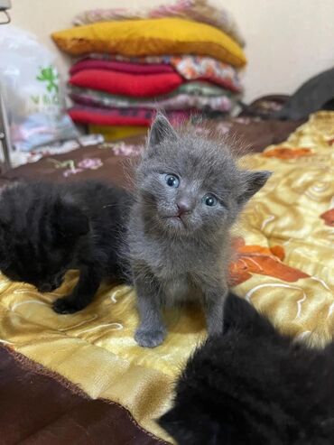 Akvariumlar: Yaxşı əllərə