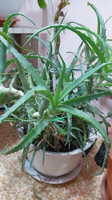 Отдам даром: Отдам даром и за символическую плату 1. 2 искусственные ёлки высота — 11