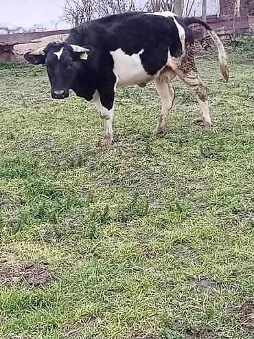 Inəklər, öküzlər: 1 ci qarna dügedi mayalama anqus balsi vardı temiz ivanofqadi üvan — 4