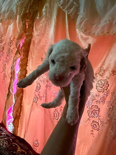 İtlər: Pudel, 1 ay, Dişi — 9