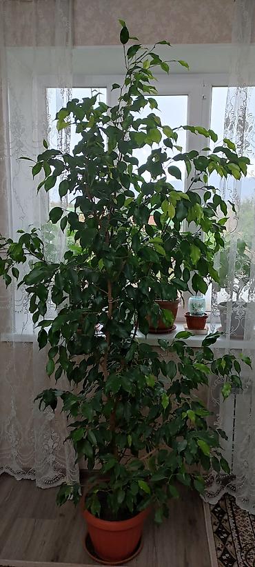 фикус цветы: Фикус Бенджамина (Ficus benjamina), крупное комнатное дерево. - — 1