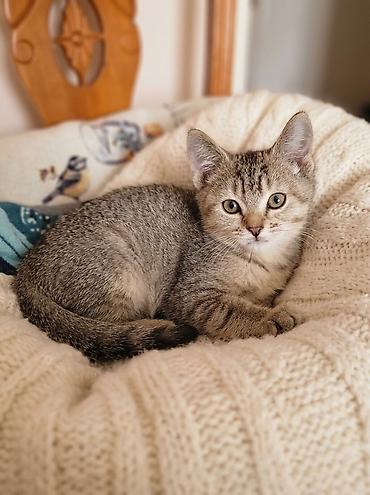 Продажа кошек: 3 месяца, Мальчик, Серебристая шиншилла — 3