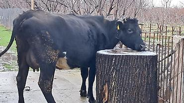 Inəklər, öküzlər: Dişi, Simental, il: 4, 650 kq — 2