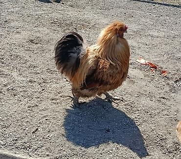 tap az goyercin satisi: Pon-pon cins xoruz satılır — 1
