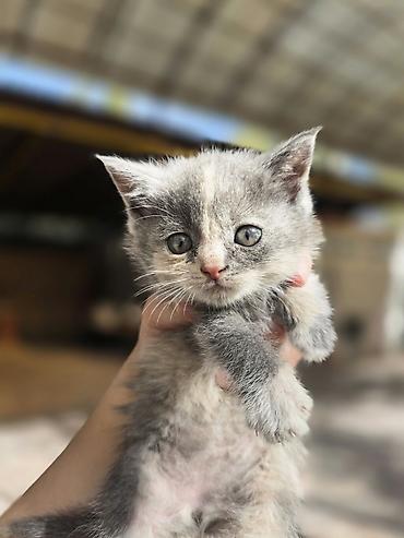 scottish fold: Котята, окрасы: черепаховый (чёрный с рыжими/кремовыми отметинами) и — 7