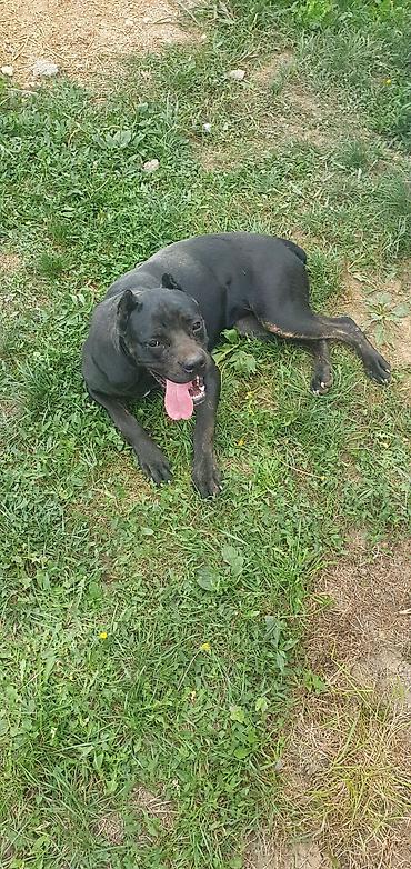 kupujem prodajem pomeranac: Trazi se odgovoran vlasnik i ljubitelj rase Cane Corso sa uslovima za — 3