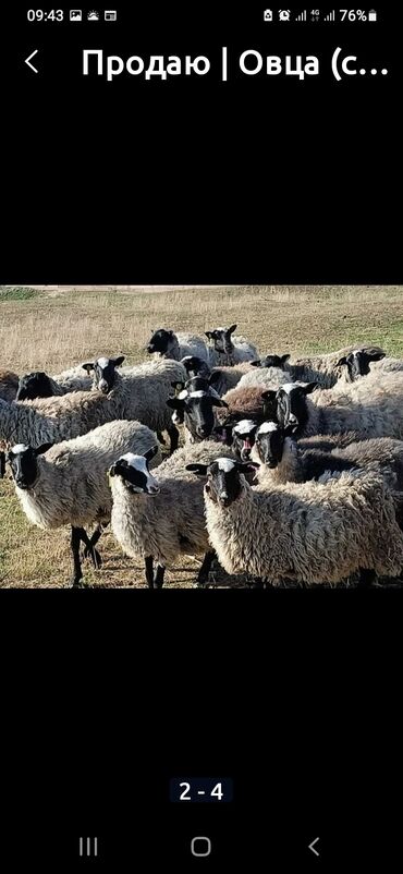Животные: Куплю | Бараны, овцы