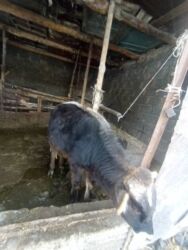 купить американского бульдога: Продаю | Бык (самец), Музоо, торпок | Швицкая | На откорм