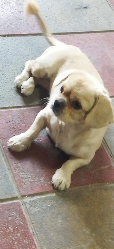 pekines itler: Pekines, Peyvəndli — 4