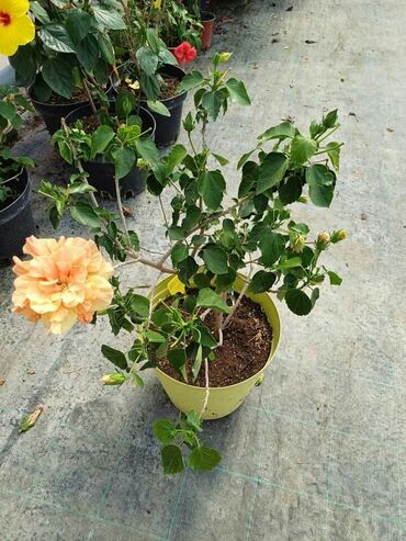 Ostale kućne biljke: Hibiskus vise boja po super ceni na lalafo.rs — 3 Ostale kućne biljke: Hibiskus vise boja po super ceni — 3