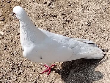 Salam 3ude erkekdiler enni quyruqqdular qiymet 4manatdan