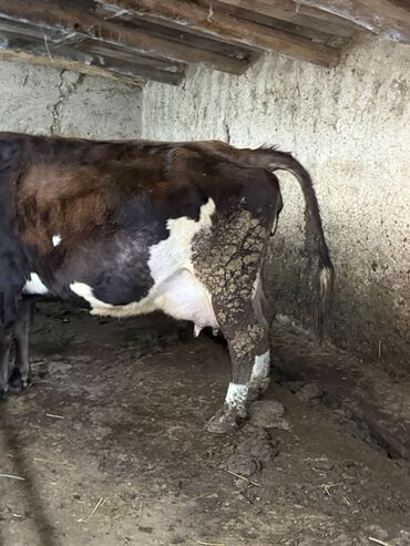 Коровы, быки: Продаю | Корова (самка) | Симментальская | Для молока — 14