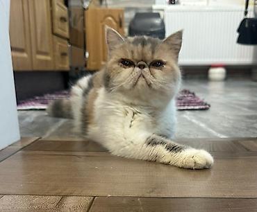 Mačke: Na prodaju mačići persijske egzotične (Exotic Shorthair) rase. Vrlo na lalafo.rs — 16 Mačke: Na prodaju mačići persijske egzotične (Exotic Shorthair) rase. Vrlo — 16