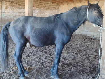 срочно продаю в связи с переездом: Продаю | Конь (самец) | Для разведения