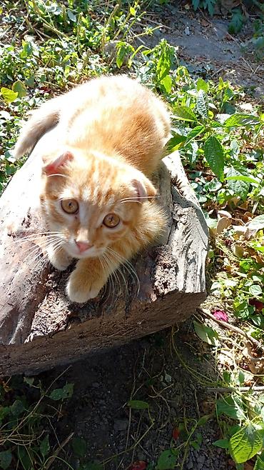 Отдам даром кошку: 3 месяца, Мальчик, Приучена к лотку — 2