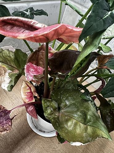 Хойи: Фитолампа 600сом 15 ватт длина 0,9м. Фитильный горшок новые обьем 0,5 — 7