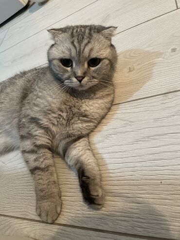 британская короткошерстная кошка купить: Кошка даром: Скотиш Фолд (Шотландская вислоухая), Девочка