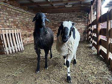 Баран, овца: Продаю | Баран (самец) — 9