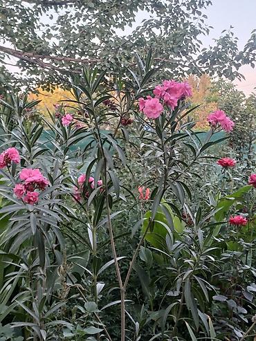 олеандр: Санcевиерия (Sansevieria, «щучий хвост») в высоких белых кашпо и — 2